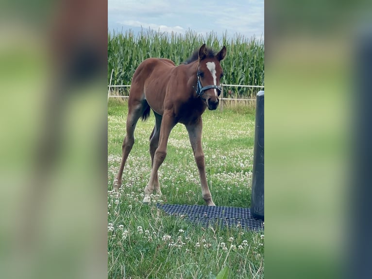 American Quarter Horse Stute 1 Jahr 150 cm Brauner in Hamburg