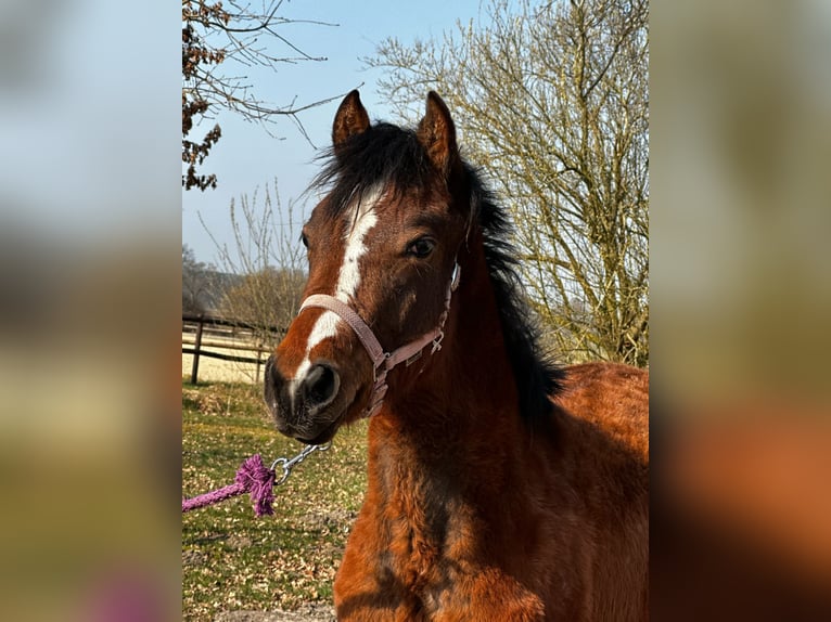 American Quarter Horse Stute 1 Jahr 150 cm Brauner in Hamburg