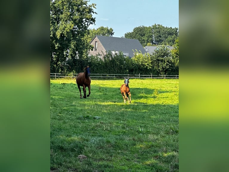 American Quarter Horse Stute 1 Jahr 150 cm Brauner in Hamburg