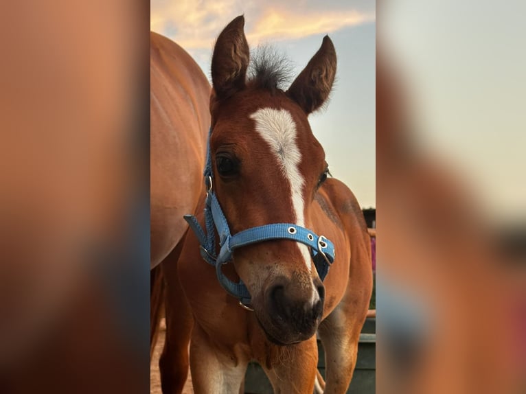 American Quarter Horse Stute 1 Jahr 150 cm Brauner in Hamburg
