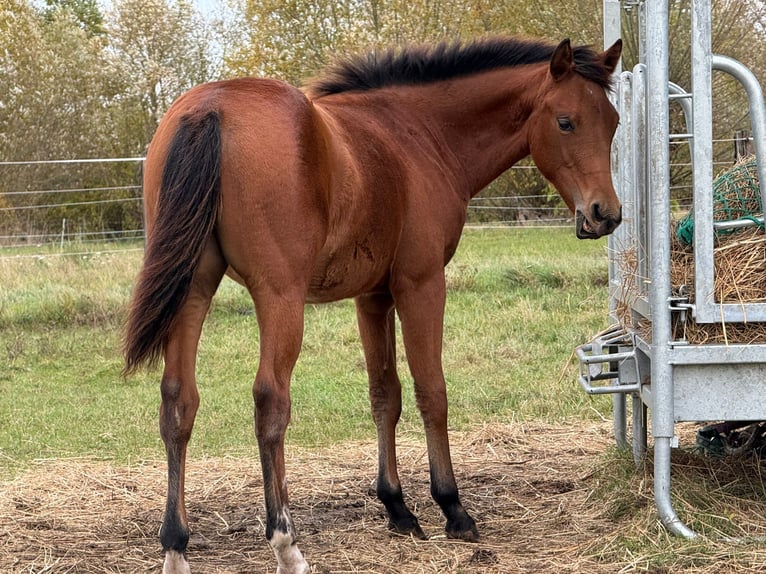 American Quarter Horse Stute 1 Jahr 150 cm Brauner in Kindelbrük