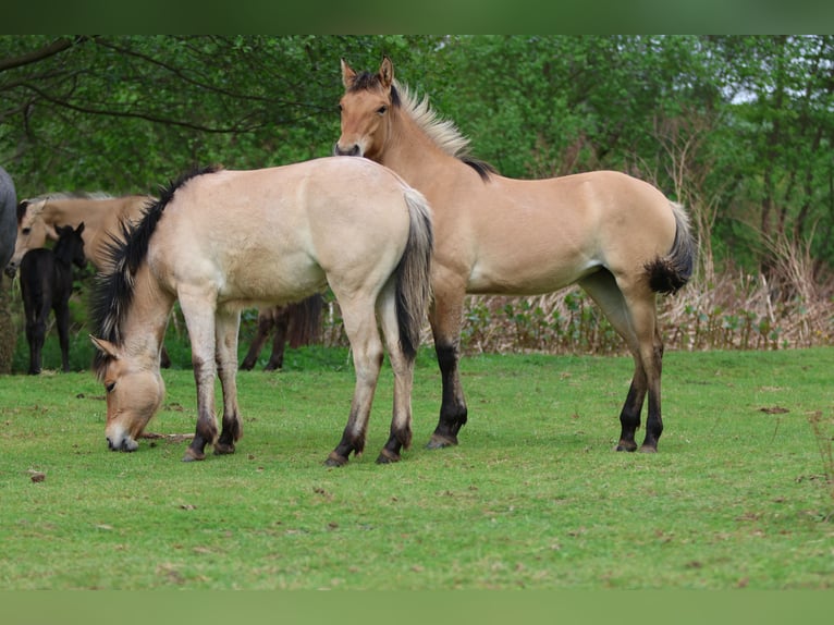 American Quarter Horse Mix Stute 1 Jahr 150 cm Braunfalbschimmel in Rochlitz