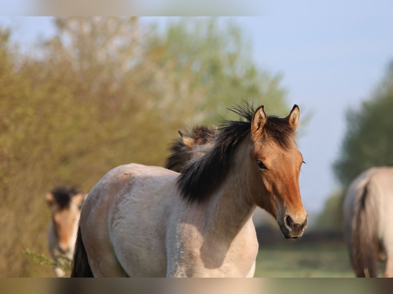 American Quarter Horse Mix Stute 1 Jahr 150 cm Braunfalbschimmel in Rochlitz