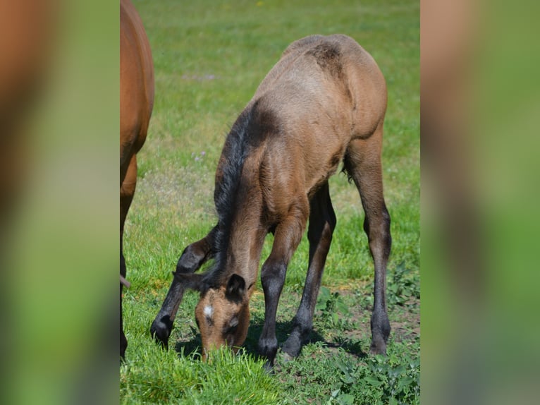 American Quarter Horse Stute 1 Jahr 150 cm Buckskin in Wusterhausen (Dosse)