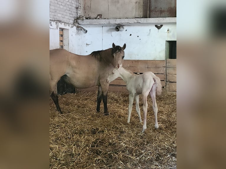 American Quarter Horse Stute 1 Jahr 150 cm Champagne in Saterland