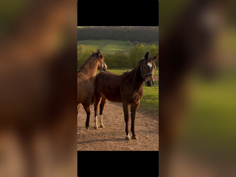 American Quarter Horse Stute 1 Jahr 150 cm Dunkelbrauner in Höringen