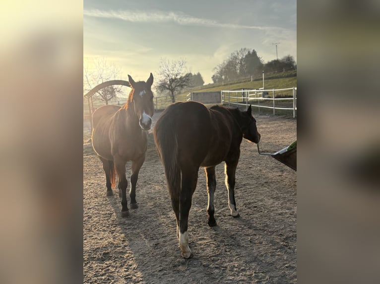 American Quarter Horse Stute 1 Jahr 150 cm Dunkelbrauner in Höringen