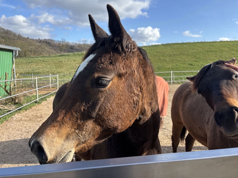 American Quarter Horse Stute 1 Jahr 150 cm Dunkelbrauner in Höringen