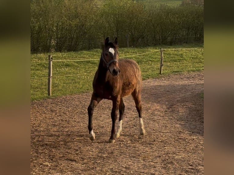 American Quarter Horse Stute 1 Jahr 150 cm Dunkelbrauner in Höringen