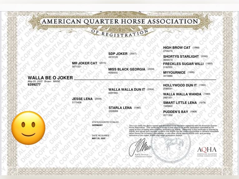 American Quarter Horse Stute 1 Jahr 150 cm Dunkelbrauner in Höringen