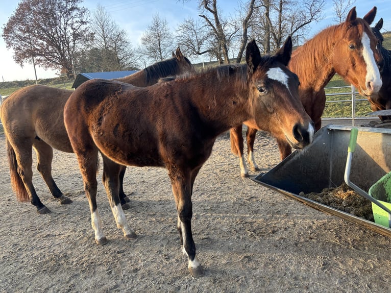 American Quarter Horse Stute 1 Jahr 150 cm Dunkelbrauner in Höringen