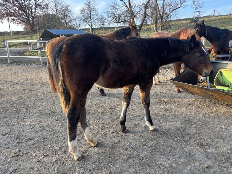 American Quarter Horse Stute 1 Jahr 150 cm Dunkelbrauner in Höringen