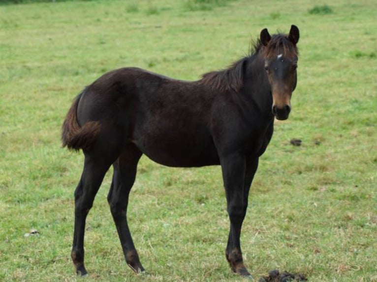 American Quarter Horse Stute 1 Jahr 150 cm Dunkelbrauner in Linsburg