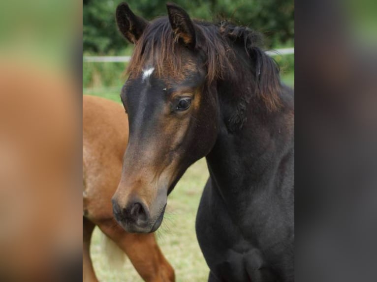 American Quarter Horse Stute 1 Jahr 150 cm Dunkelbrauner in Linsburg