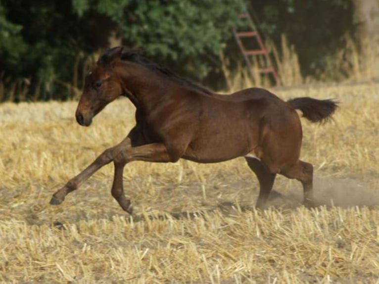 American Quarter Horse Stute 1 Jahr 150 cm Dunkelbrauner in Linsburg
