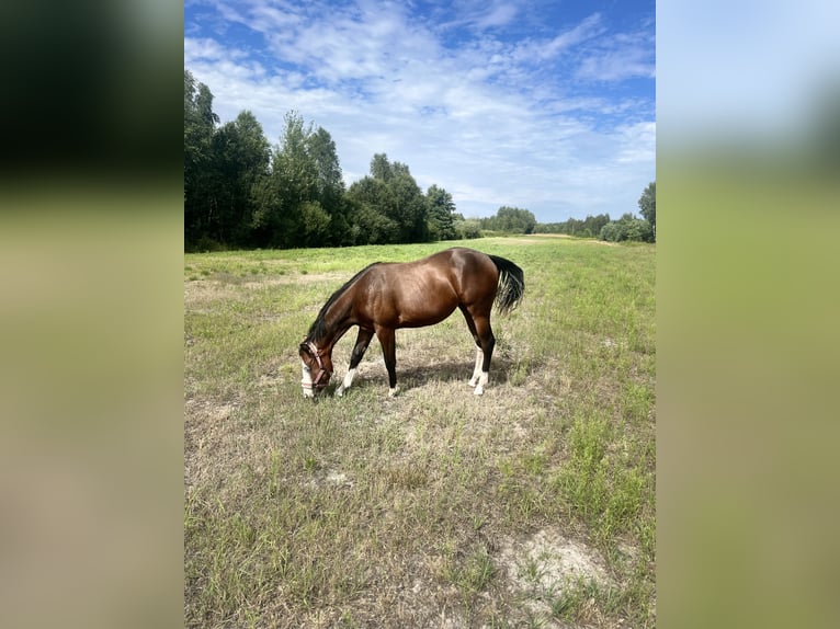 American Quarter Horse Stute 1 Jahr 150 cm Dunkelbrauner in Warsaw