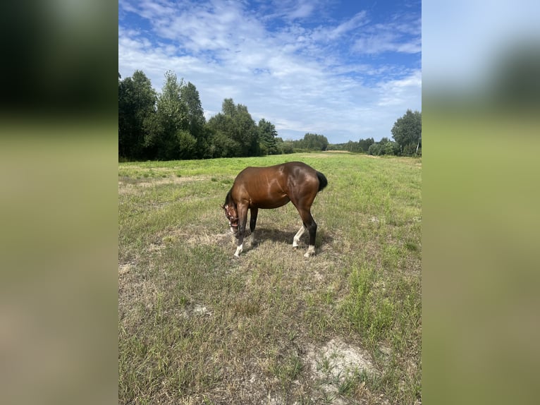 American Quarter Horse Stute 1 Jahr 150 cm Dunkelbrauner in Warsaw
