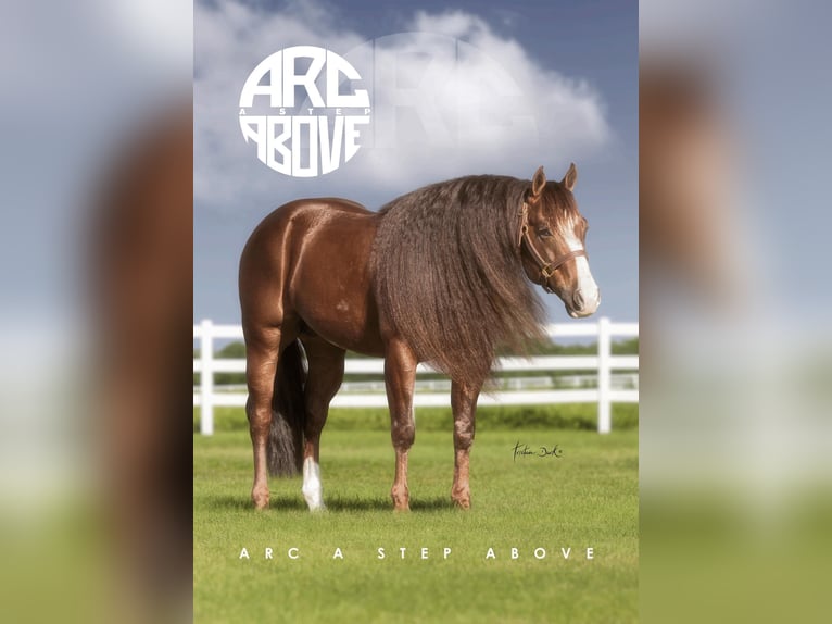 American Quarter Horse Stute 1 Jahr 150 cm Dunkelfuchs in H&#xFC;rtgenwald