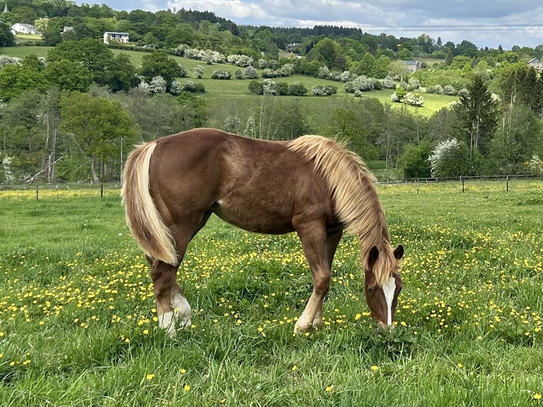 American Quarter Horse Stute 1 Jahr 150 cm Dunkelfuchs in H&#xFC;rtgenwald