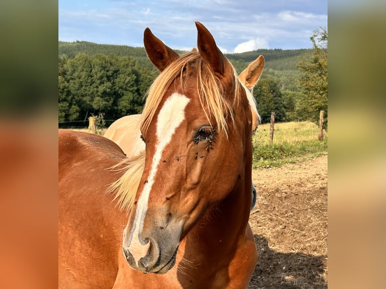 American Quarter Horse Stute 1 Jahr 150 cm Dunkelfuchs in H&#xFC;rtgenwald