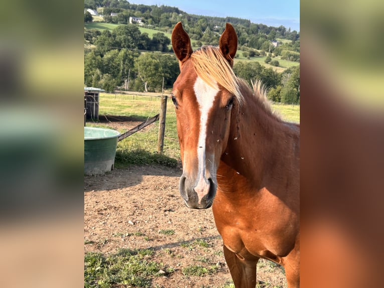 American Quarter Horse Stute 1 Jahr 150 cm Dunkelfuchs in H&#xFC;rtgenwald