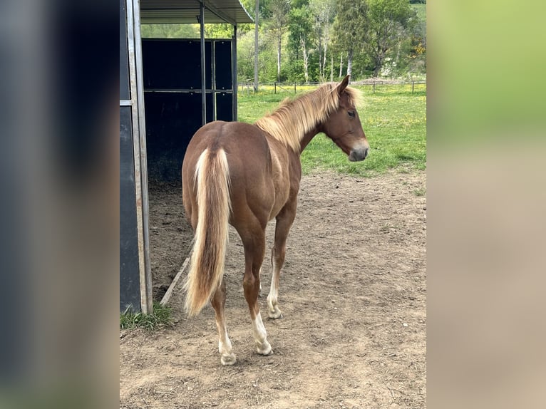 American Quarter Horse Stute 1 Jahr 150 cm Dunkelfuchs in H&#xFC;rtgenwald