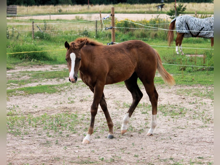 American Quarter Horse Stute 1 Jahr 150 cm Dunkelfuchs in Königsmoos