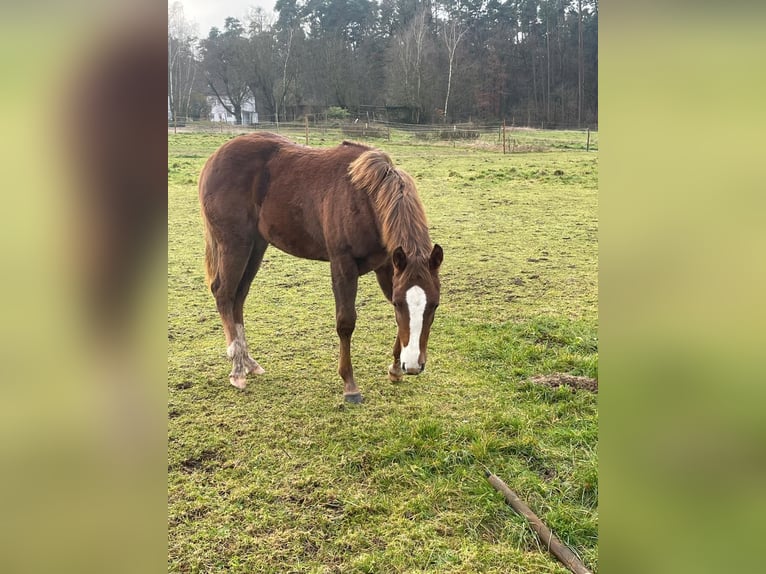 American Quarter Horse Stute 1 Jahr 150 cm Dunkelfuchs in Königsmoos