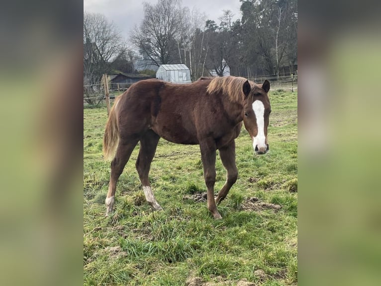 American Quarter Horse Stute 1 Jahr 150 cm Dunkelfuchs in Königsmoos