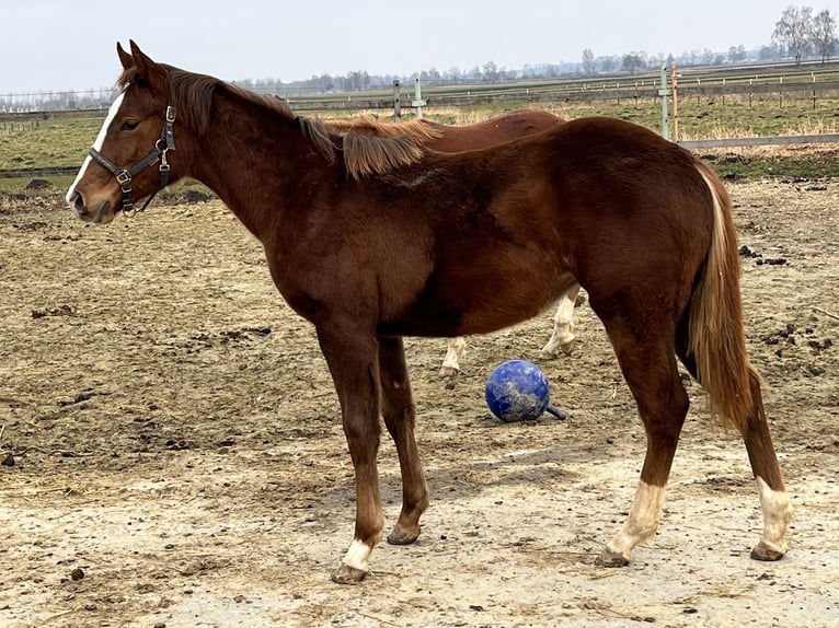 American Quarter Horse Stute 1 Jahr 150 cm Dunkelfuchs in Königsmoos