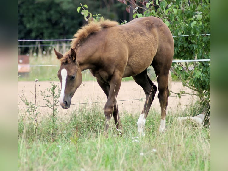 American Quarter Horse Stute 1 Jahr 150 cm Dunkelfuchs in Königsmoos