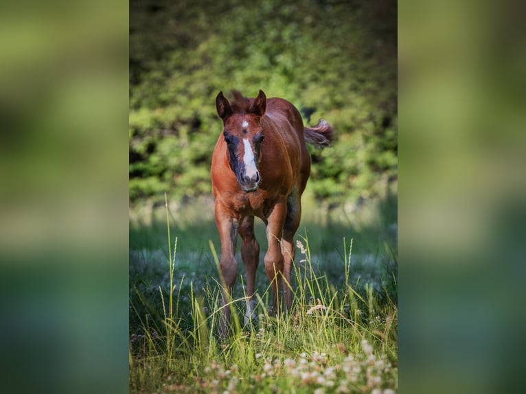 American Quarter Horse Stute 1 Jahr 150 cm Dunkelfuchs in Lindlar