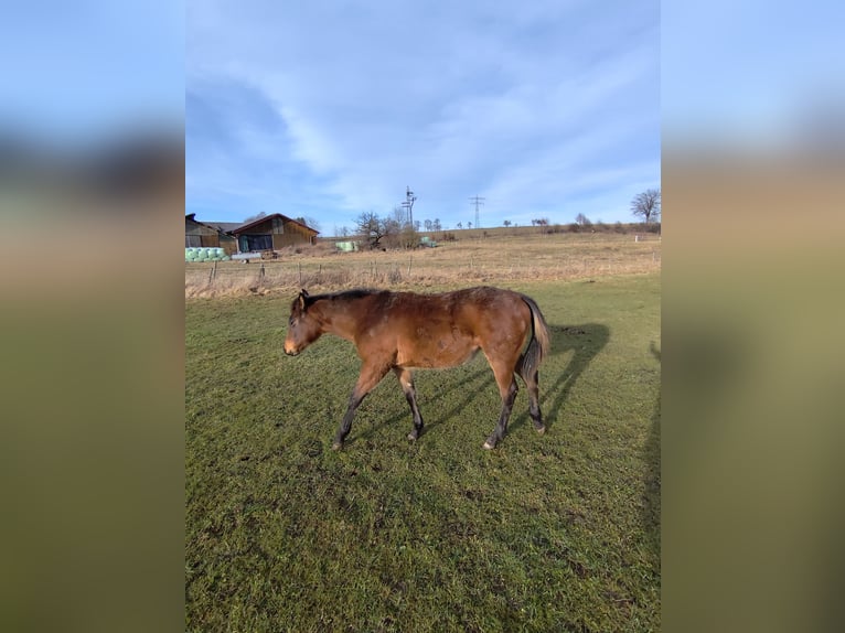 American Quarter Horse Stute 1 Jahr 150 cm Falbe in Pfullendorf