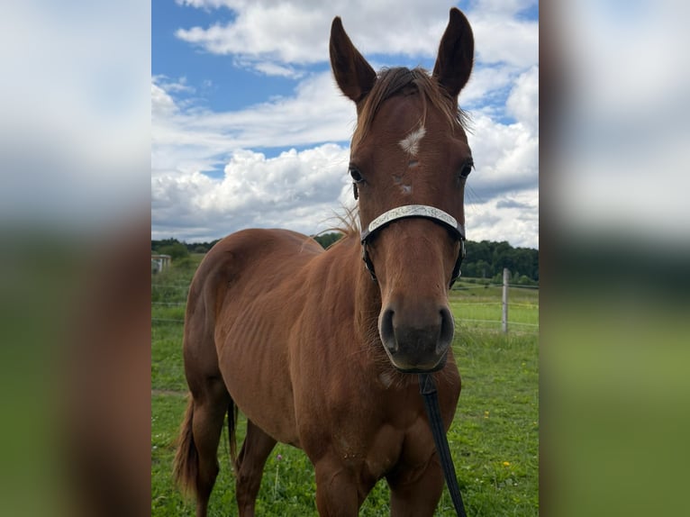American Quarter Horse Stute 1 Jahr 150 cm Fuchs in Rheinfelden