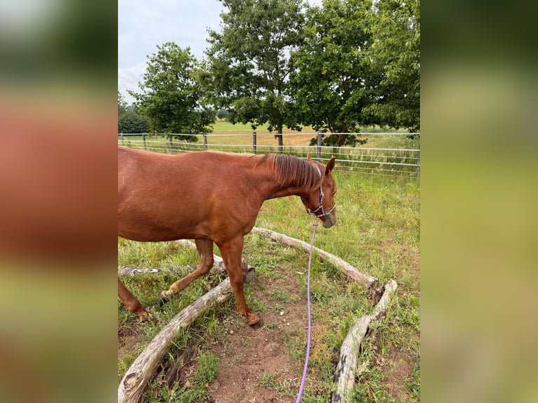 American Quarter Horse Stute 1 Jahr 150 cm Fuchs in Schönberg
