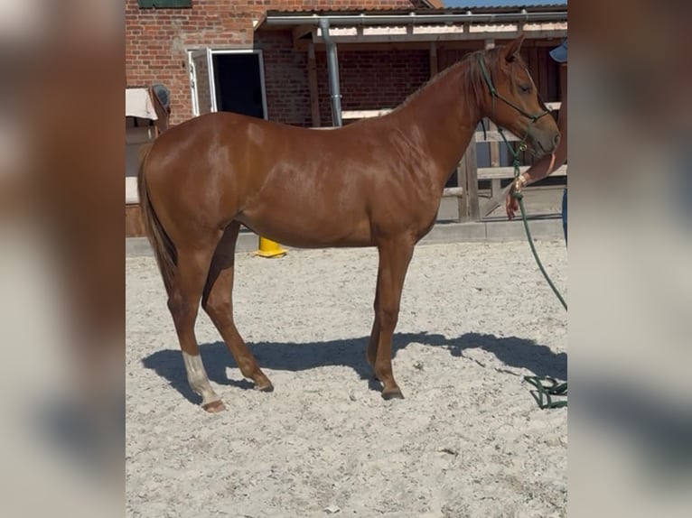American Quarter Horse Stute 1 Jahr 150 cm Fuchs in Schönberg