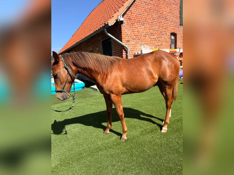 American Quarter Horse Stute 1 Jahr 150 cm Fuchs in Schönberg