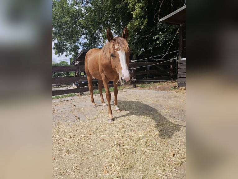 American Quarter Horse Stute 1 Jahr 150 cm Fuchs in Bergkamen