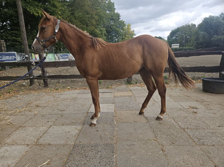 American Quarter Horse Stute 1 Jahr 150 cm Fuchs in Bergkamen