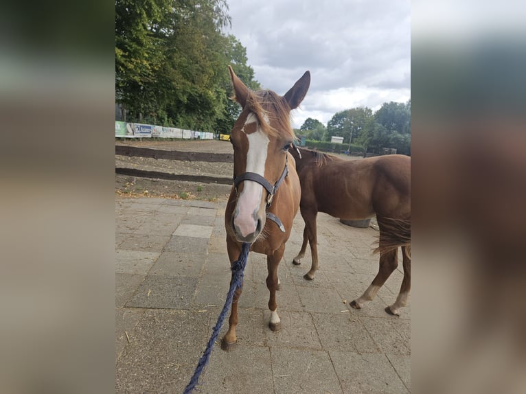 American Quarter Horse Stute 1 Jahr 150 cm Fuchs in Bergkamen
