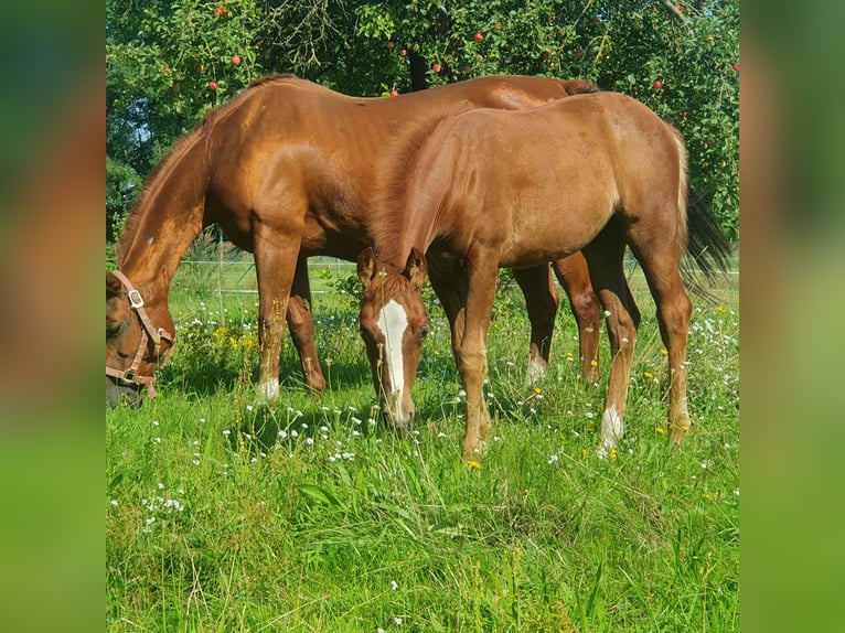 American Quarter Horse Stute 1 Jahr 150 cm Fuchs in Berlin