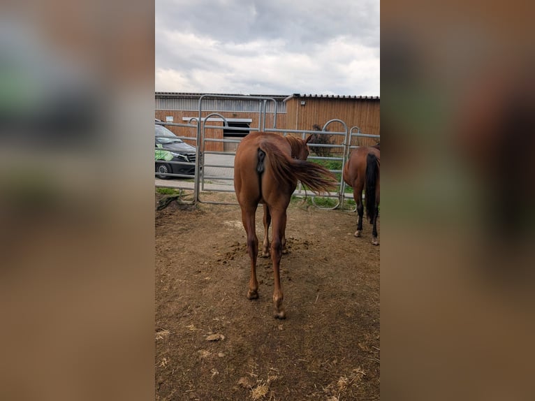 American Quarter Horse Stute 1 Jahr 150 cm Fuchs in Theilenhofen