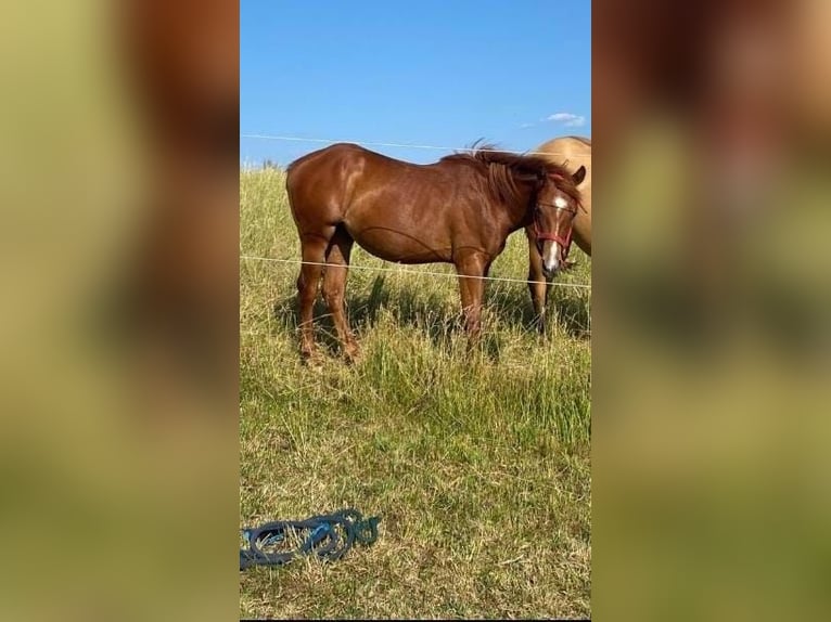 American Quarter Horse Stute 1 Jahr 150 cm Fuchs in Theilenhofen