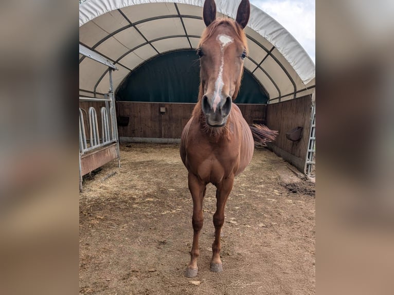 American Quarter Horse Stute 1 Jahr 150 cm Fuchs in Theilenhofen