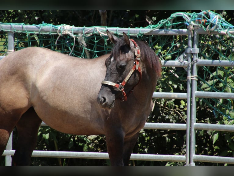 American Quarter Horse Stute 1 Jahr 150 cm Kann Schimmel werden in Schwarzach