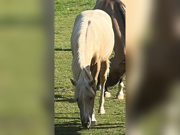 American Quarter Horse Stute 1 Jahr 150 cm Palomino in Kürten