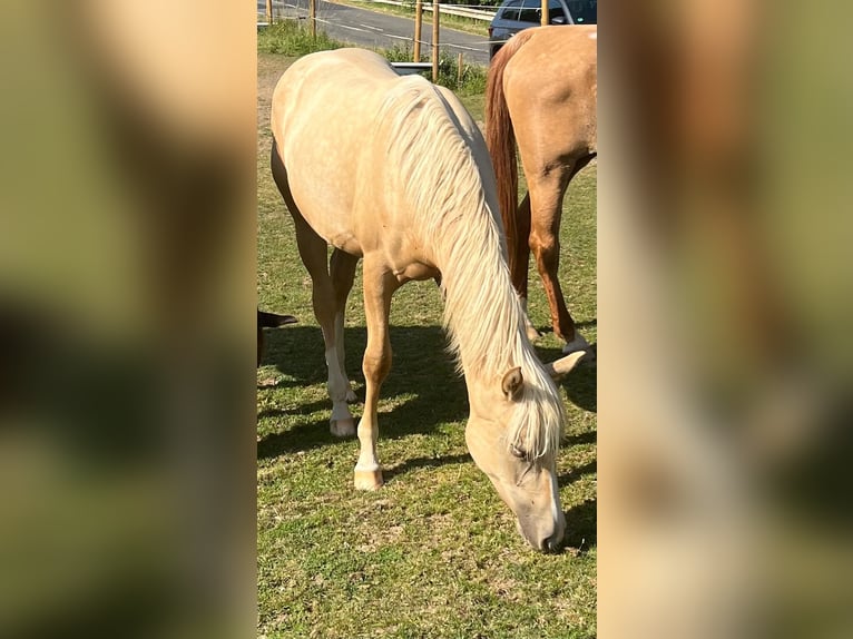 American Quarter Horse Stute 1 Jahr 150 cm Palomino in Kürten
