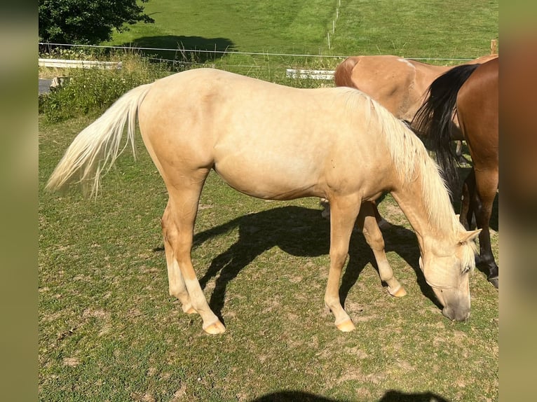 American Quarter Horse Stute 1 Jahr 150 cm Palomino in Kürten