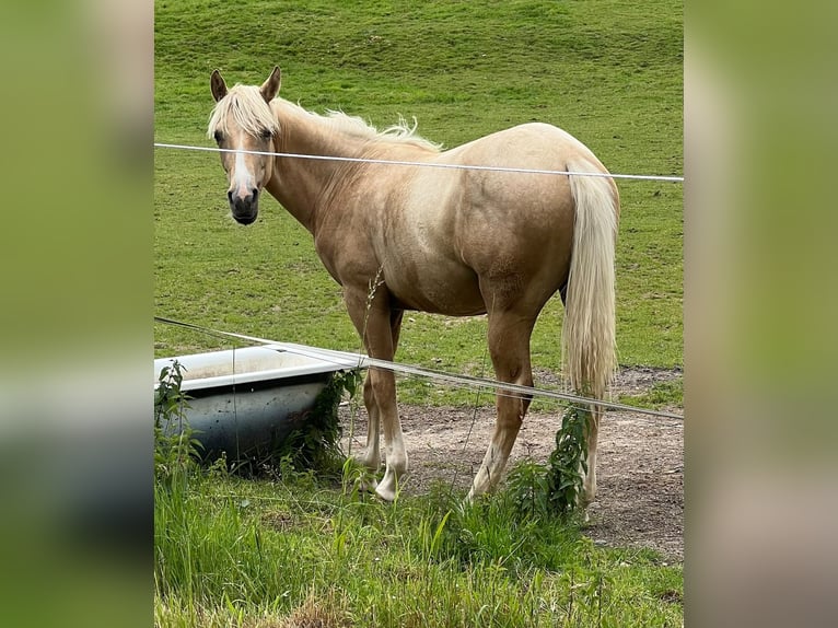 American Quarter Horse Stute 1 Jahr 150 cm Palomino in Kürten
