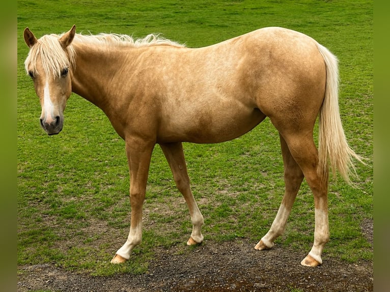 American Quarter Horse Stute 1 Jahr 150 cm Palomino in Kürten